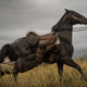 Red Dead Redemption II